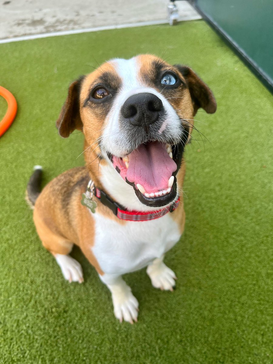 RickHammerly's tweet photo. ⁣Look who just completed his 1st week of school! So proud of you, Muchacho! Thanks to Brittney &amp; all the folx  at Impawsible Pups! ⁣
⁣
#dogschool #dogsofrva #dogdaysofsummer #thechachoclub https://t.co/Ql4TIHE8EV