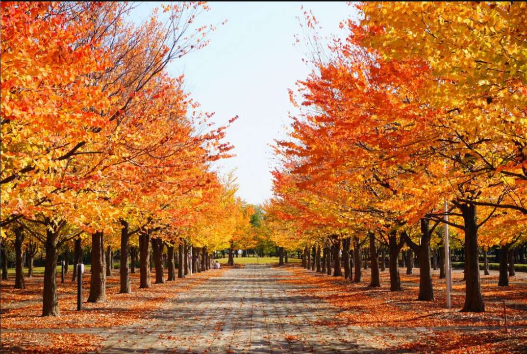 GKTT9iumTjdTnjp's tweet photo. ＜日本の秋の風景－３＞
秋になると、紅葉がきれいです。 https://t.co/ANYbslbb2H
