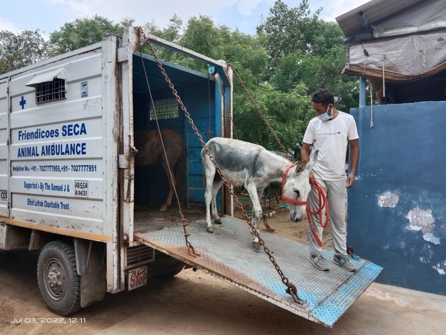 animal aid abroad inc