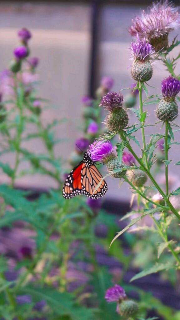 pocketmacro's tweet image. Letting thistles grow makes for lots of happy butterflies and bees 😁.
#thistle #butterfly #monarchbutterfly #negameandparks #nebraskalandhttps://instagr.am/reel/CiBvXldvCb1/