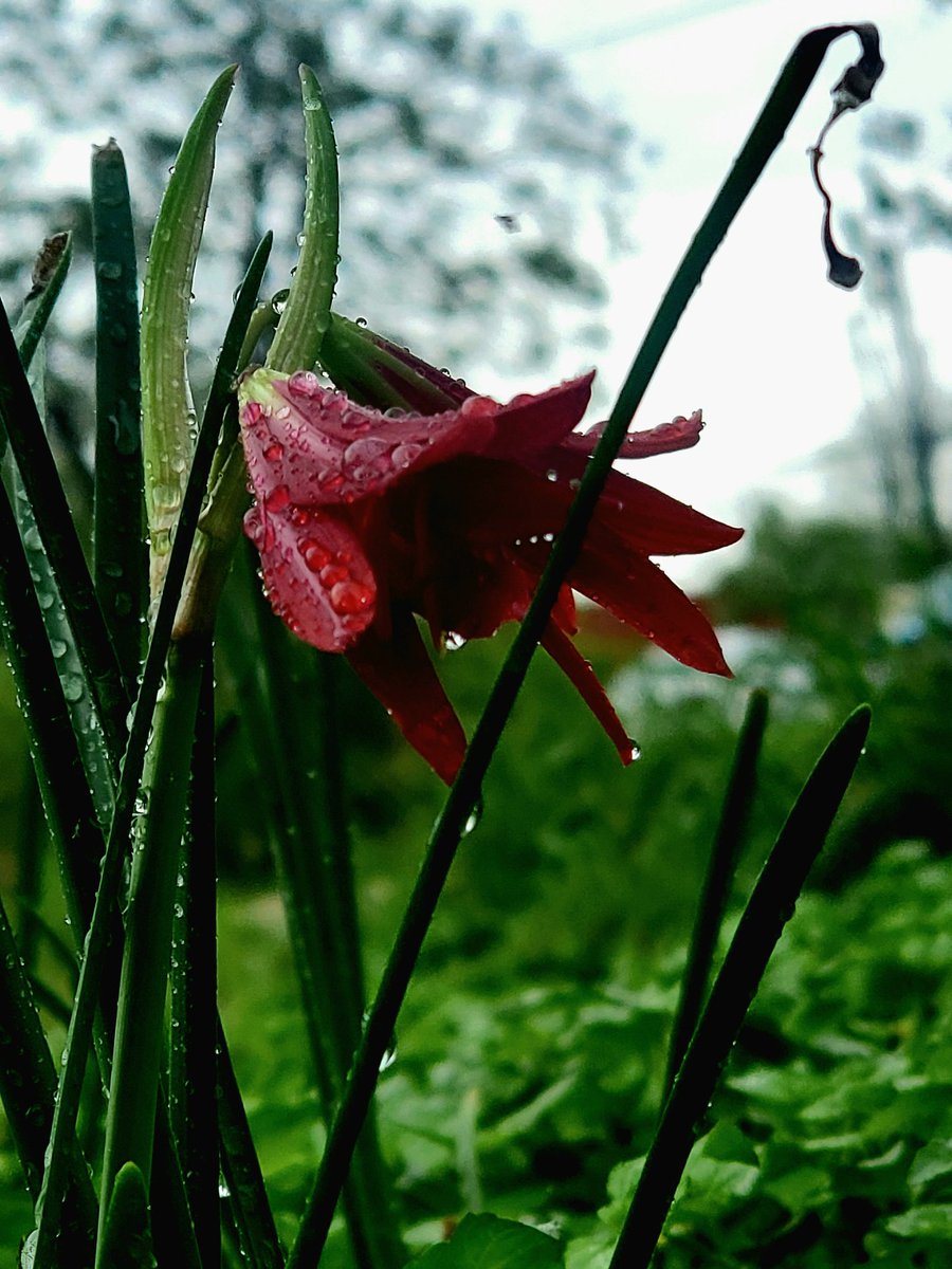 Ashley🌸Maestas🎨🐢 (@lush_surge) on Twitter photo 