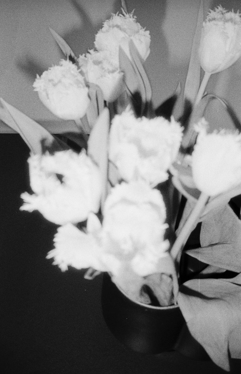 Artwork goes live for sale on Schmoozy.ca tomorrow at 12 PM and the exhibition runs until October 1 @Latitude_53. Lots of cool work to check out! I have a series of #filmphotography works in the show (Tulips I, Tulips II, 20x24) #yegarts