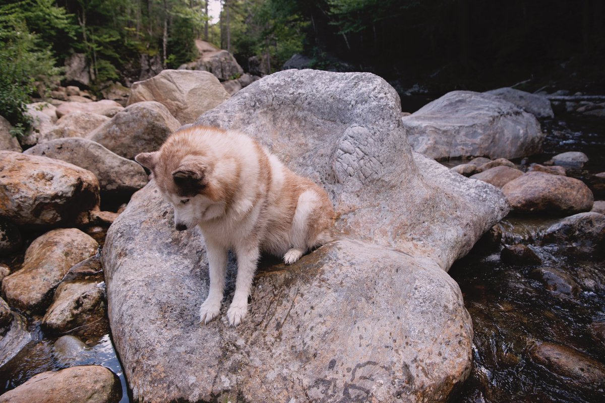 My sweet little baby bear came for a trip to the White Mountains with us 💚 best day ever!