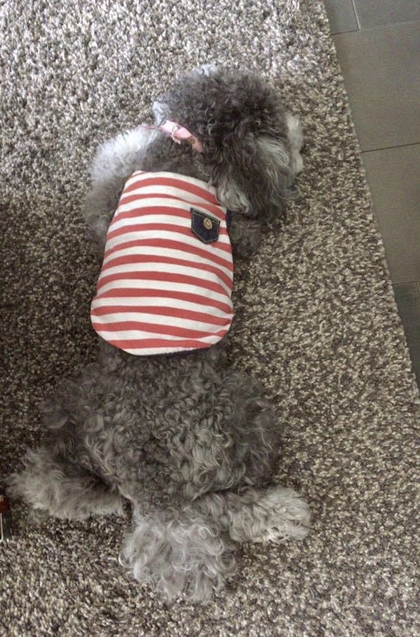 GOGO58227131's tweet photo. find chloe
クロエを探せ。

#findchloe #クロエを探せ　#はりきりん https://t.co/M7LxzbVi8W