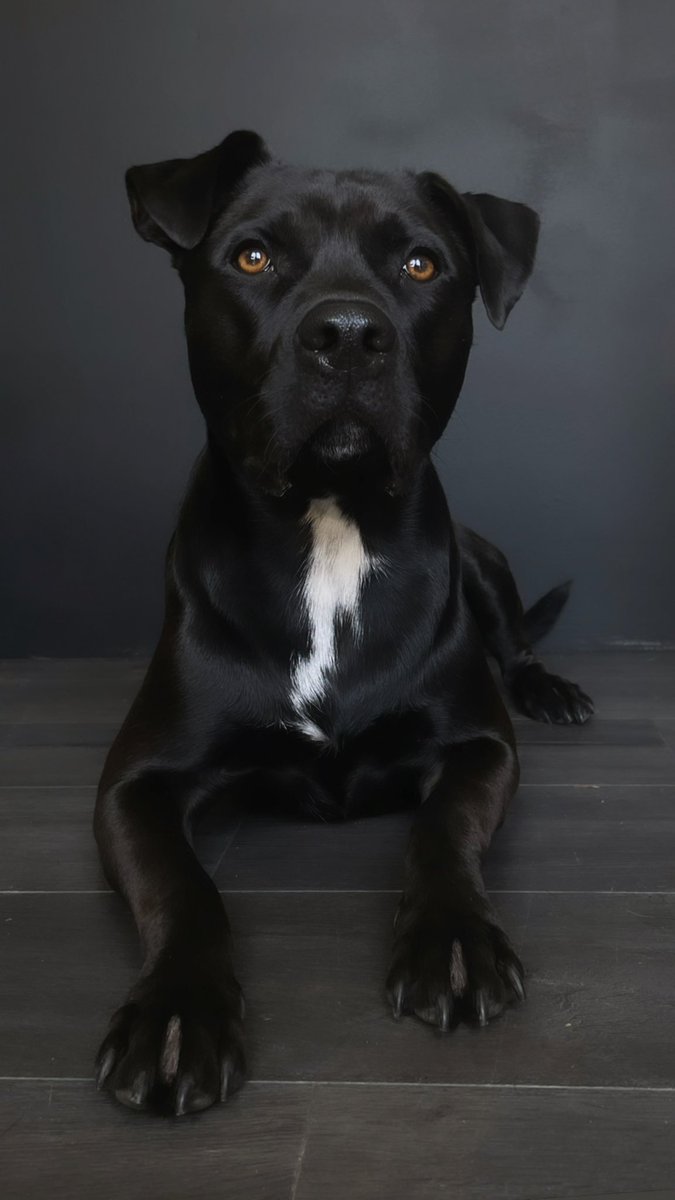 😎 painted one studio wall black and Yogi was the perfect model 🖤