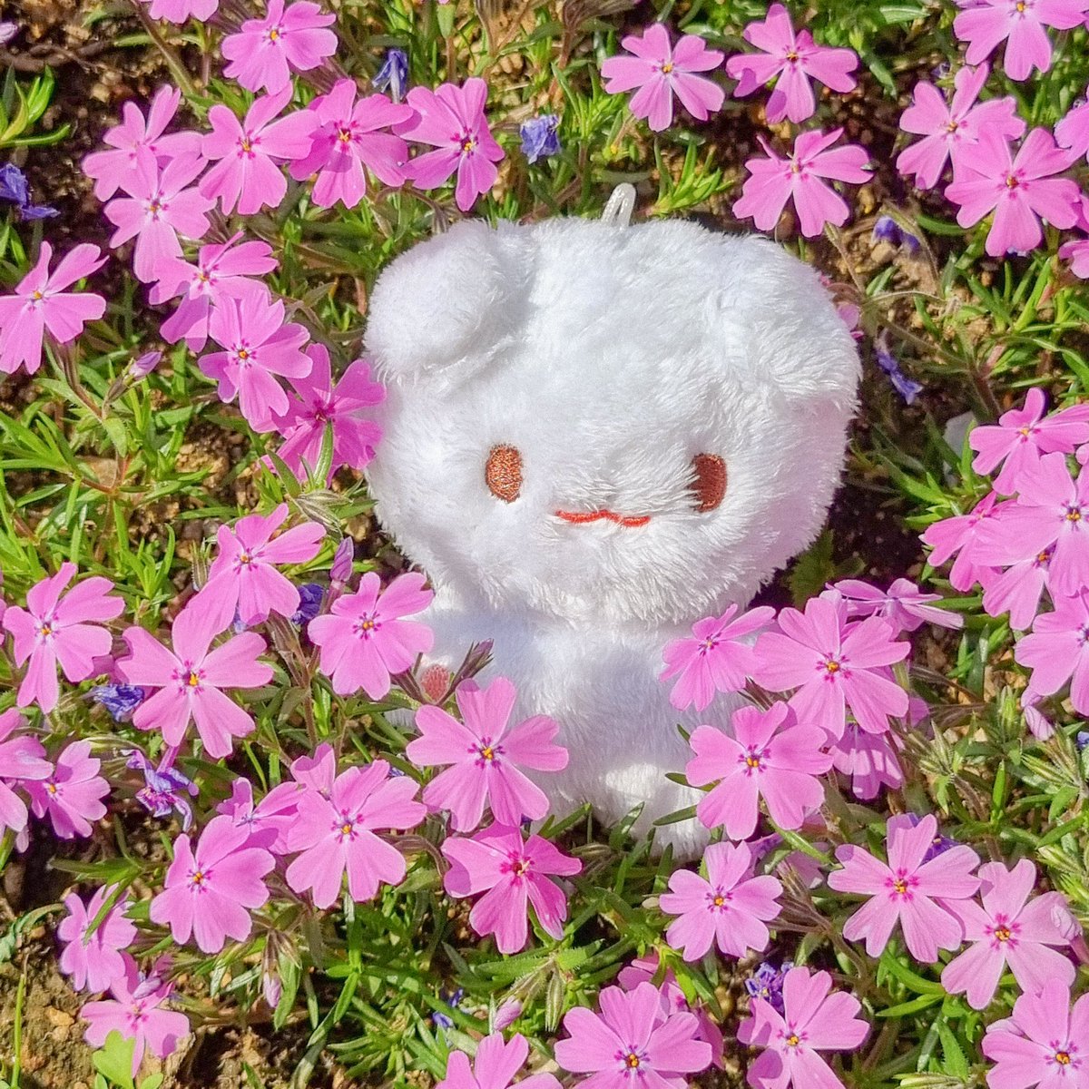 Illa_39ty's tweet photo. 댕구와 봄나들이 하던 때..🌸🌼

#함께걷는댕구와_발을맞추고 https://t.co/WpU8q27DHL