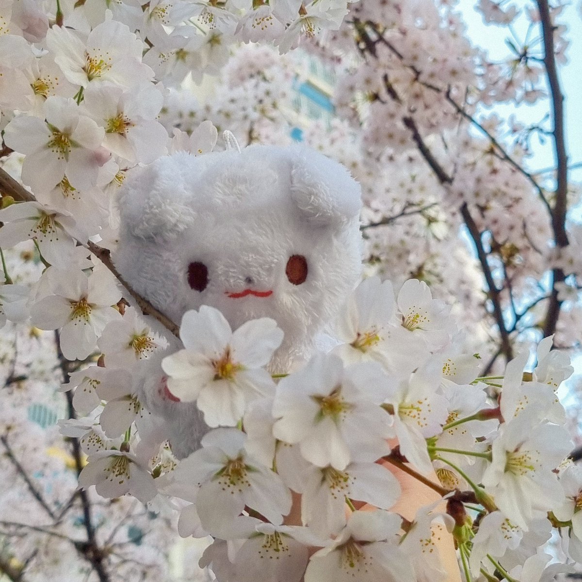 Illa_39ty's tweet photo. 댕구와 봄나들이 하던 때..🌸🌼

#함께걷는댕구와_발을맞추고 https://t.co/WpU8q27DHL