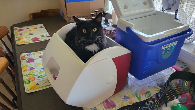 Joey wants to go with us https://t.co/ixB9EalpbJ<a href="/tag/newprofilepic"class="tags"><span>#newprofilepic</span></a>