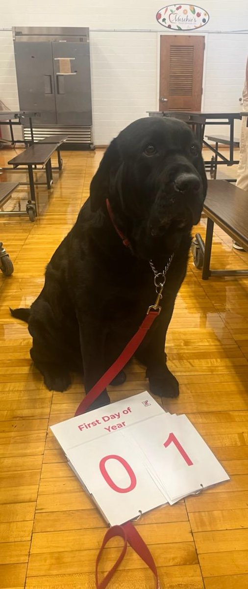 Odin's first official day in the keyport school district as a certified Therapy Dog!  Lots of smiles from the staff for him today so he's already doing his job!
