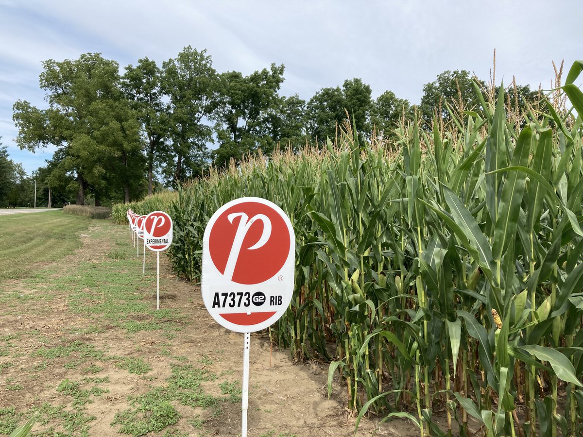 PRIDE Seed products looking outstanding from the West to East this past week during corn tours