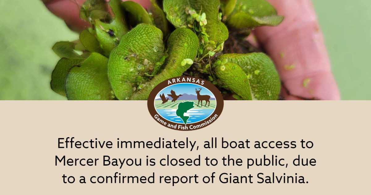 ARGameandFish's tweet photo. AGFC makes emergency closure of Mercer Bayou boat ramps
Sept. 2, 2022
TEXARKANA – The three boat ramps on Mercer Bayou in Miller County near Fouke are being closed by the Arkansas Game and Fish Commission for the Labor Day weekend due to the discovery …https://t.co/4BbiXLb7xS https://t.co/7ikVx6lN4A