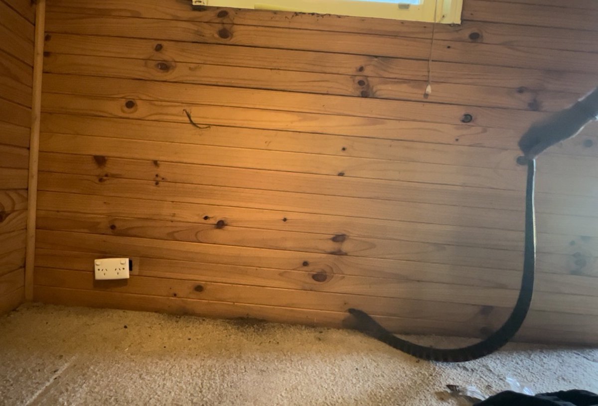 gavin_jd_smith's tweet photo. All in a day’s work.
#ANUOpenDay by day, and this stunning #TigerSnake (Notechis scutatus) inside a property by late afternoon. 🗣🐍😴 #WildOz https://t.co/WH67w6wskR
