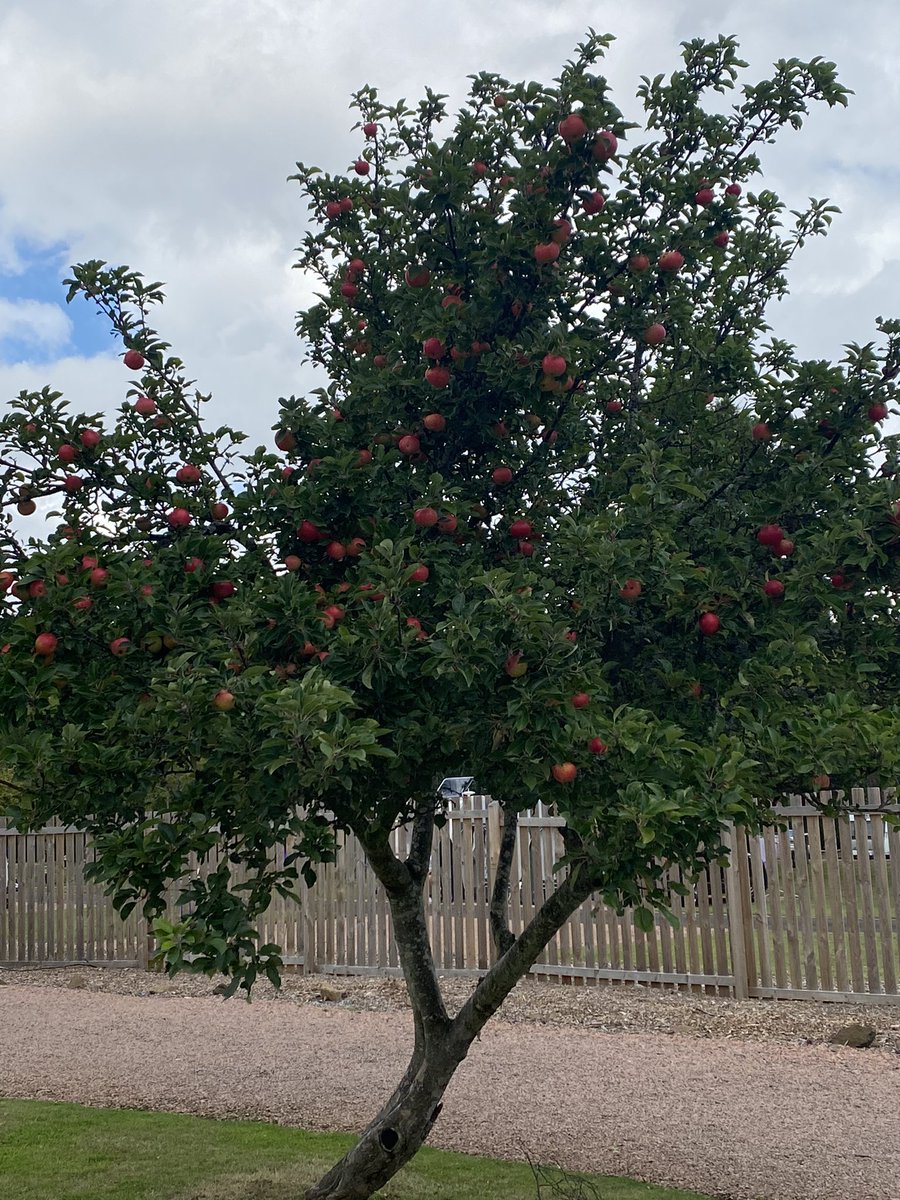 CMeadowsHP's tweet photo. Wow what a crop of Apples 🍎 this year - did you know we also have plumbs, Cherry’s and blackberries growing around the park? https://t.co/U1EvaVrCPP