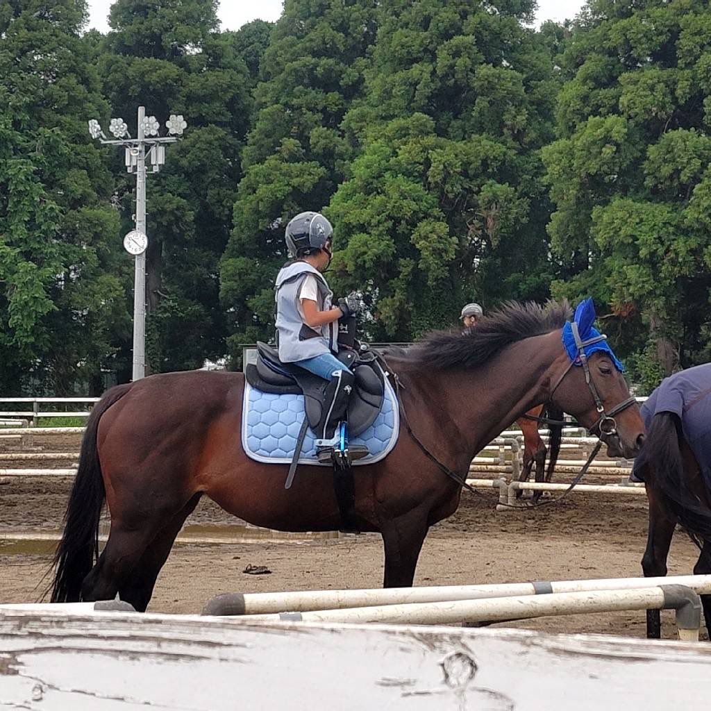 26_shigeto's tweet photo. 今日からベーシック馬場になりマイ鞍🐎買いました笑😇
#鞍 #PASSIER #マイクラ #乗馬クラブクレイン富里 https://t.co/fPZ49SQXkn
