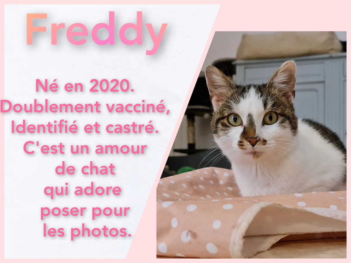 Lesptitespattes's tweet photo. #chat #chaton #adoption #avesnessurhelpe #association #catlovers #catofinstagram #adoptdontshop #refugechat #sauvetageanimal #chatabandonne #amourdechat #ronron #miaou #minou #matou #cat #meow #tropmignon #famille #lespetitespattesavesnoises https://t.co/HgCJ41mIqT
