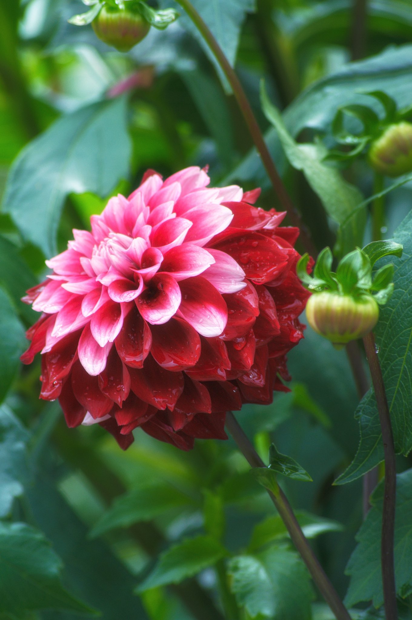 Ya Ma 雨上がりのダリアが綺麗でした ダリア 花 雫 蕾 Tlを花でいっぱいにしよう キリトリセカイ ファインダー越しの私の世界 カメラ好きと繋がりたい 写真好きと繋がりたい T Co Wdqqiiyzjl Twitter