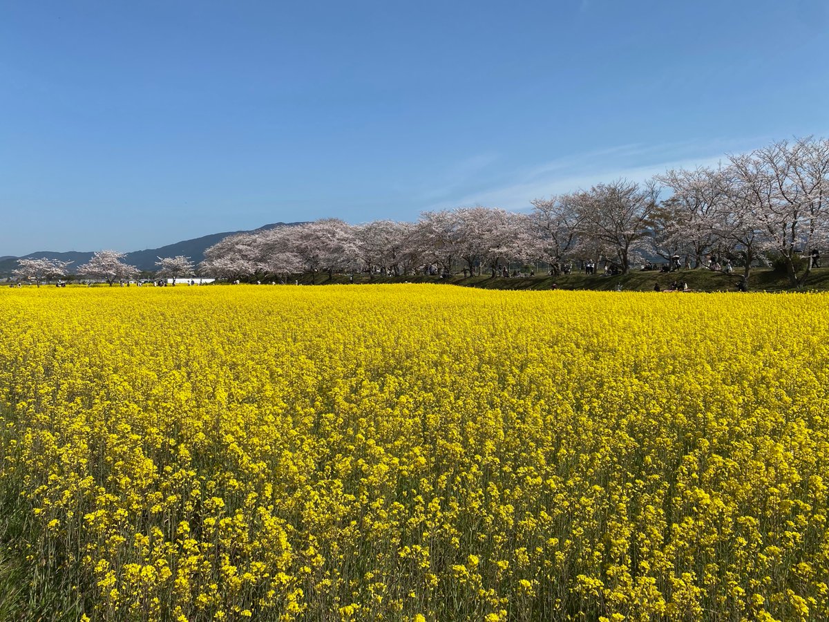 Japan NFT tweet media