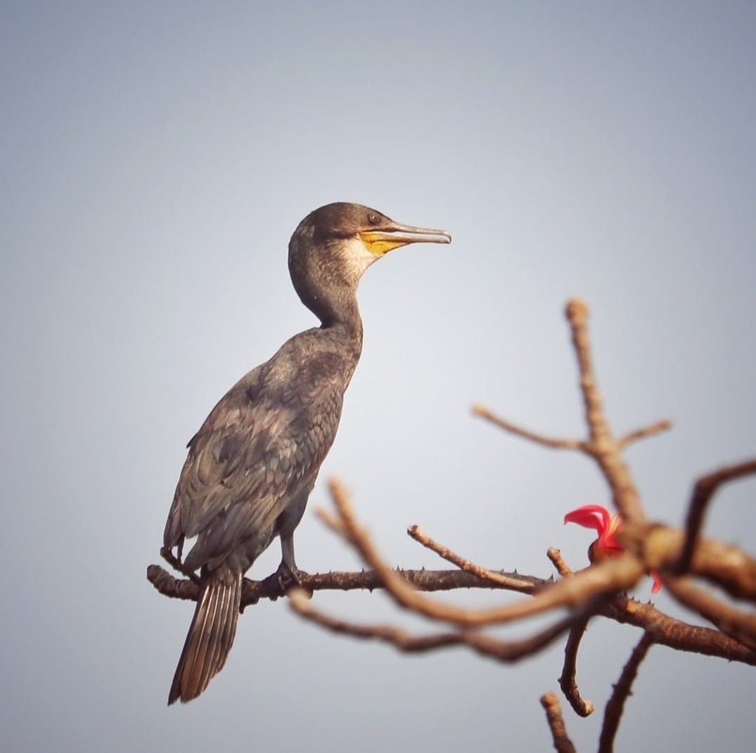 🐦 Cormorant (Microcarbo niger)

Follow me on YouTube :
youtube.com/channel/UCBwDL…

#hulstramp

#cormorant #kolewetlands #waterbirds #canon #capturedoncanon #phtography #videography #nature #wildlife #birds #travel #flowers #insects #macro #portrait #naturephotography