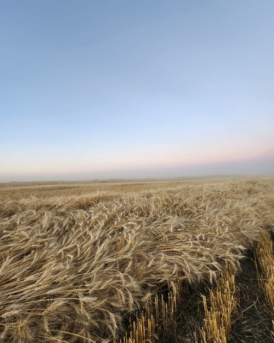 Cornerstone Seed tweet media