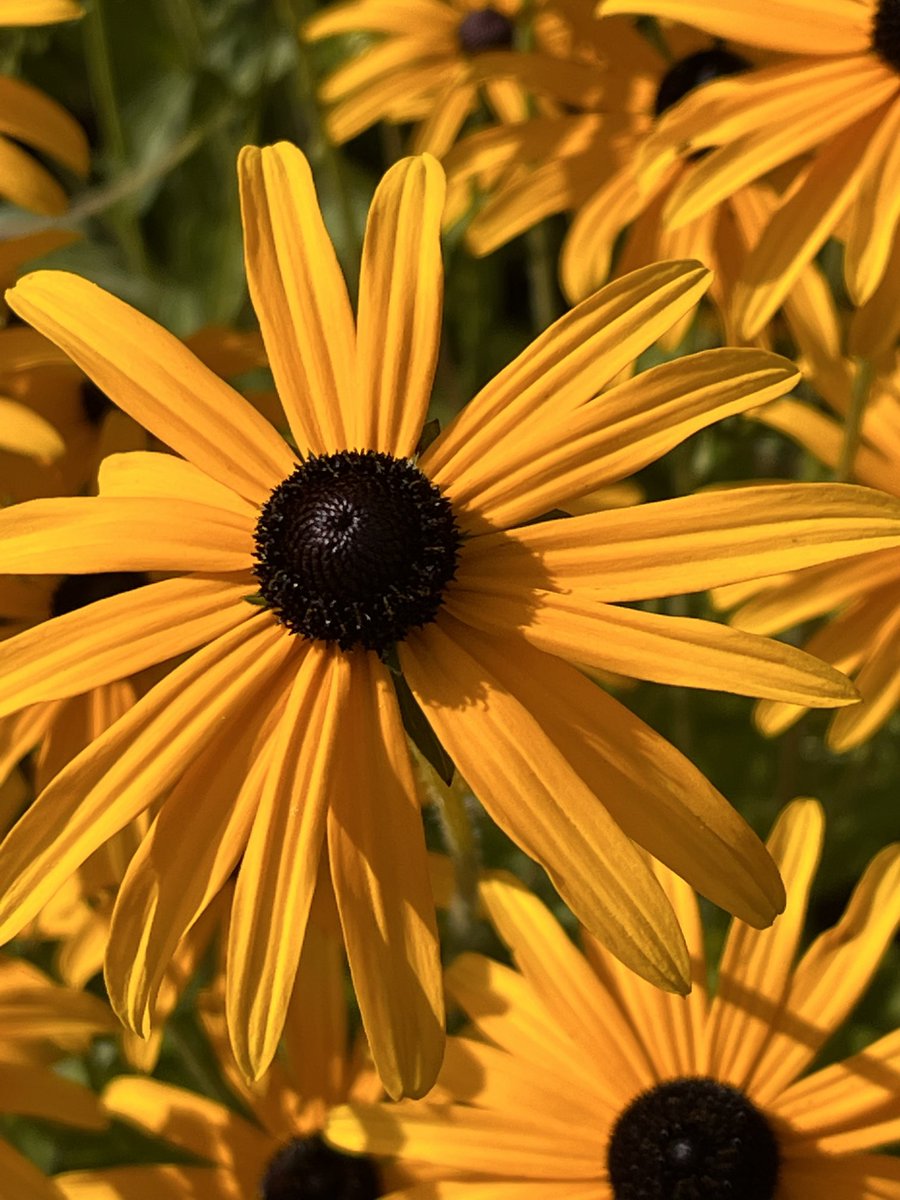BStuhlmeyer's tweet photo. #may you
today feel
the warm #light
of the sun
and may it
kindle the light within you
so that you can cherish its flame
in the days to come
#naturephotography #flowerphotography #autumn #awareness #botanischer #Garten #Hof https://t.co/ngM4MBRsZU