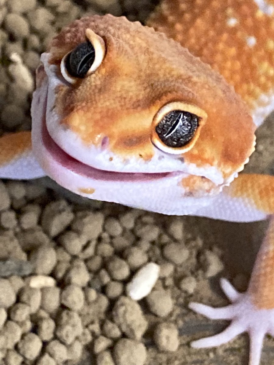 Aya88732573's tweet photo. 可愛すぎって
 #ヒョウモントカゲモドキ https://t.co/aOyrLQDun6