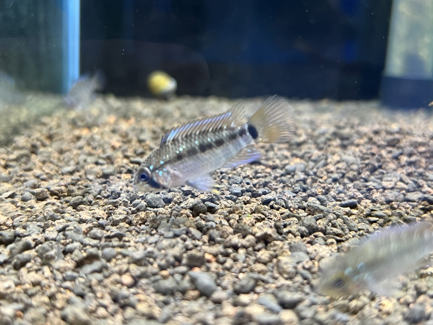 沖縄水族館 牧志本店 Okisuimakishi Twitter