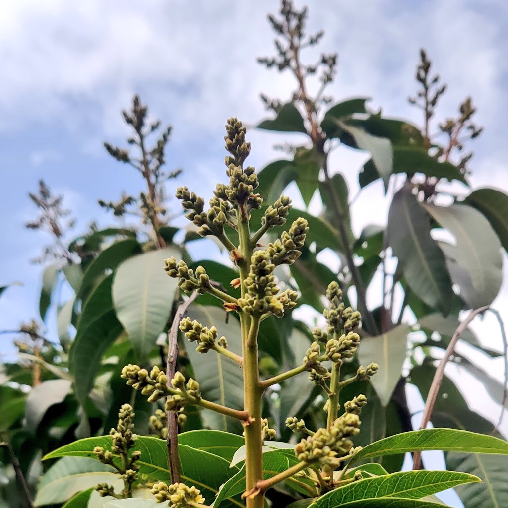 Our mangoes are blooming! These flowers will be fruits soon and then we'll be dripping in mango juice 😋🍹🌳.