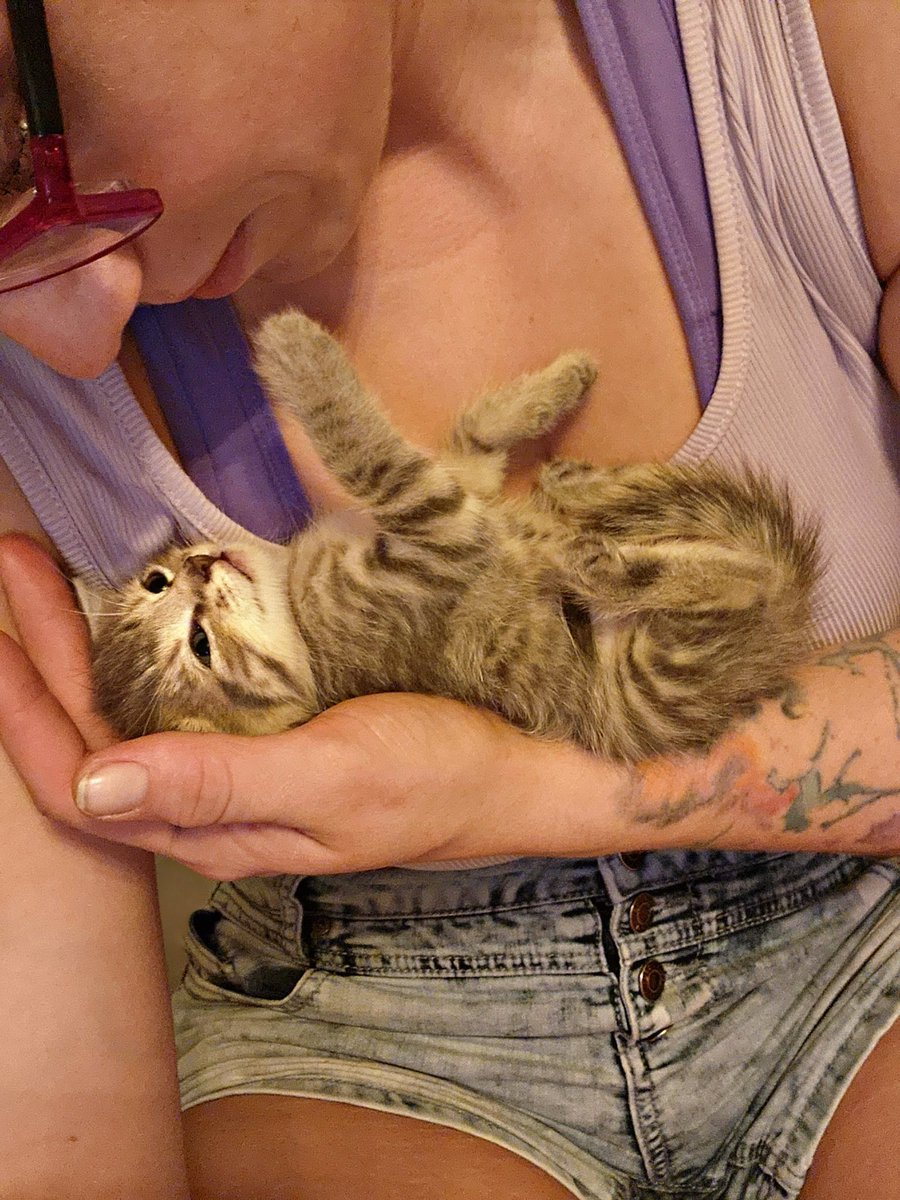 One of the fluffs, poor things, in a house with no power, one mommas trying to nurse all of them and a few have been neglected. I'm sure after a few days of good milk and flea baths-everyone will be feeling better 💚 <a href="/OfficerMorton/">Officer Morton</a> @RescueFluff #CatsofTwittter