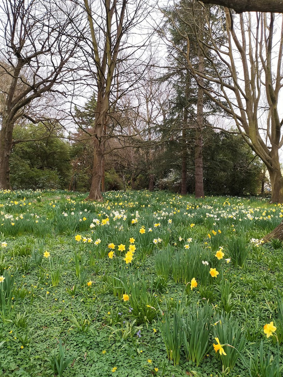 SarahMac485's tweet photo. Pretty daffodils around campus are making it really feel like spring. It's great to have so much green space at UC! #runbreak #canterburyuni https://t.co/BTc3J4icMt