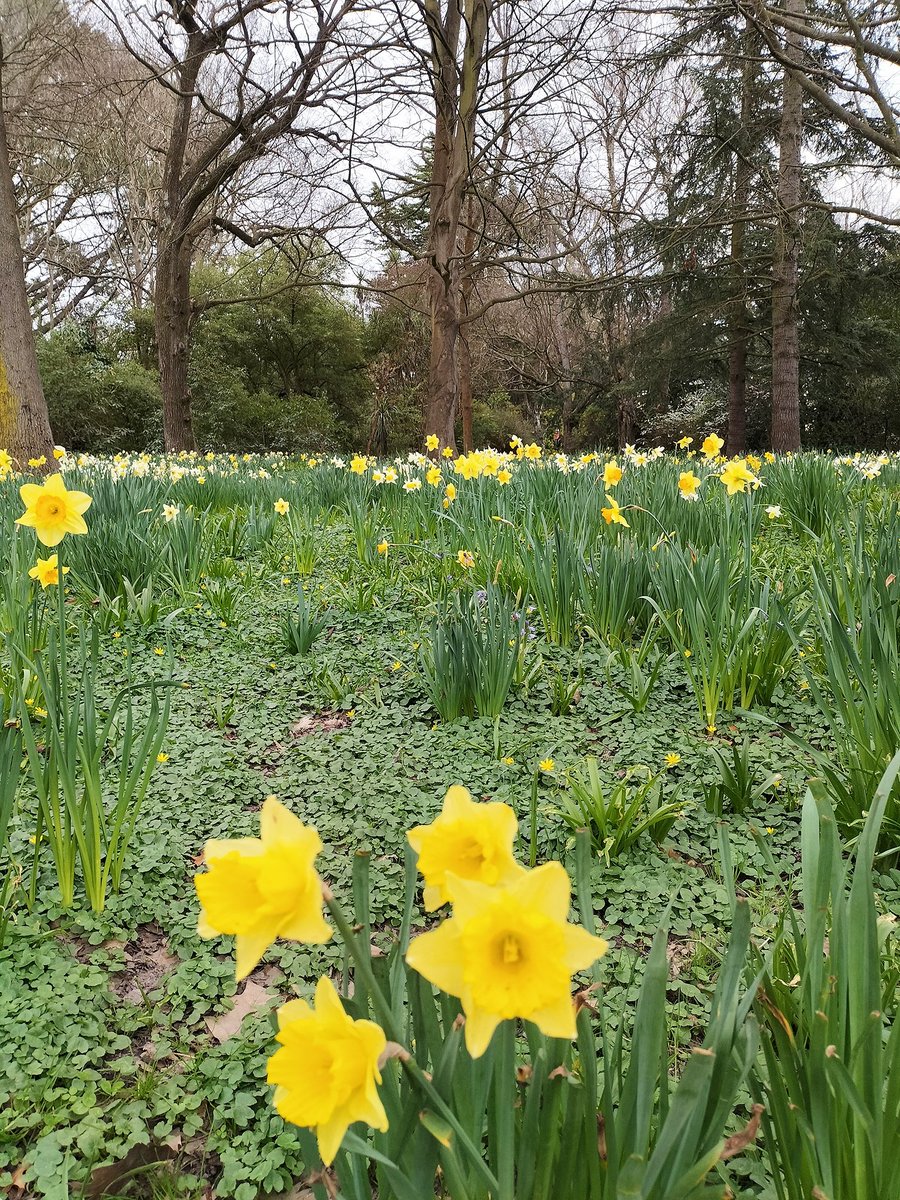 SarahMac485's tweet photo. Pretty daffodils around campus are making it really feel like spring. It's great to have so much green space at UC! #runbreak #canterburyuni https://t.co/BTc3J4icMt