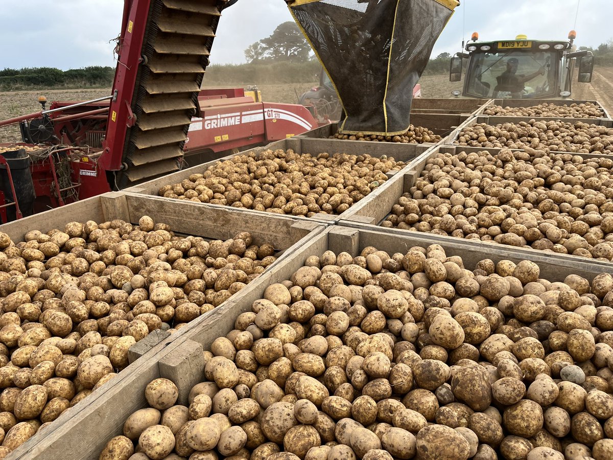 chris_dustow's tweet photo. Endeavour crispers have done a good job in the drought with no water applied! @BurtsSnacks @ColwithFarm https://t.co/D5v3k8MxxX