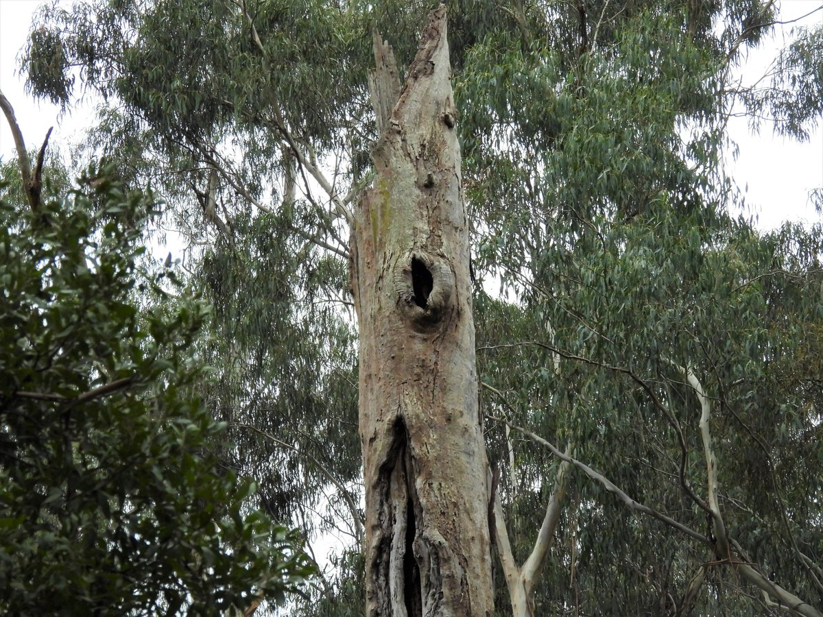 E_R_Australia's tweet photo. #biodiversitymonth - #hollowbearingtrees, both living, and dead, like this lovely old stag, are a critical resource for many native species.

Loss of hollow-bearing trees, and #coarsewoodydebris, are listed as potentially threatening processes under the #ffgact. #ownpic https://t.co/Pva8oH0Rzh