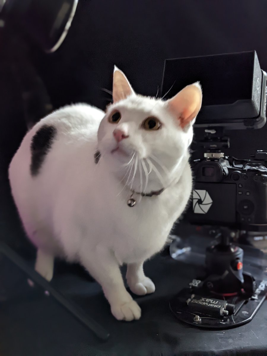 dawnstarcamera's tweet photo. Jaz is helping again. Have I just cleaned that black background cloth? Yes, yes I have. Very helpful Jaz https://t.co/fHi7wbU2G2