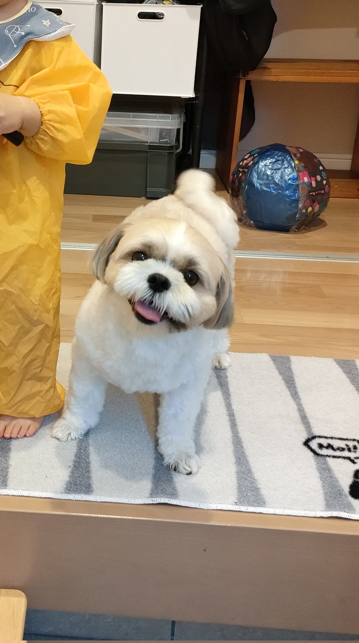 こたつさん Kotatsu Shihtzu Twitter