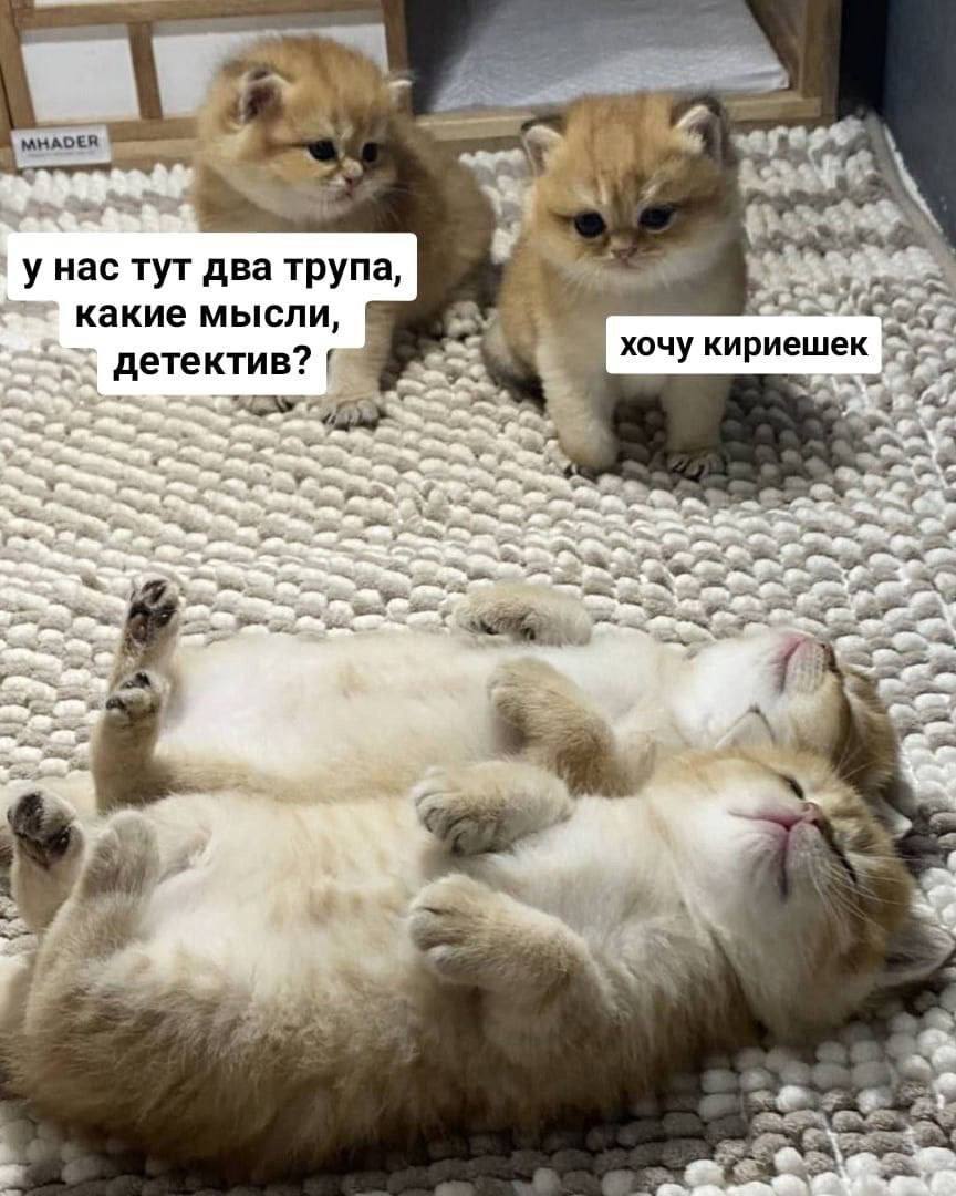 pj_spb's tweet photo. @pozharskaya_s https://t.co/0VZteuHXqv