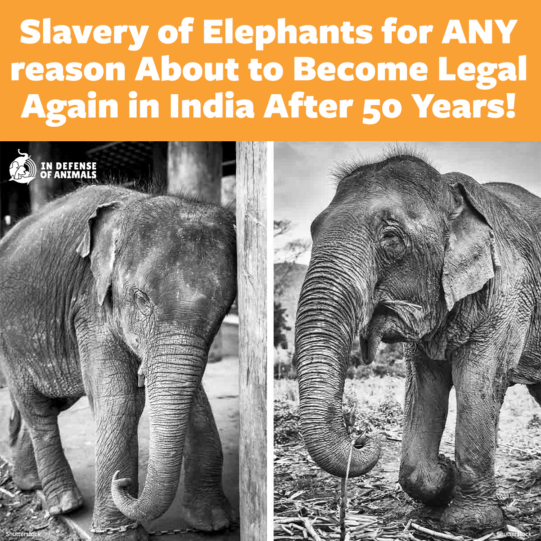 Elephants in danger! The Indian Parliament is proposing an amendment to the Wildlife Protection Act that strips away 50 years of prohibitions on selling & trading #elephants. Take action here: bit.ly/3RBU9iO Pls RT & bit.ly/3CW7HBt #CITES #India #HelpElephants