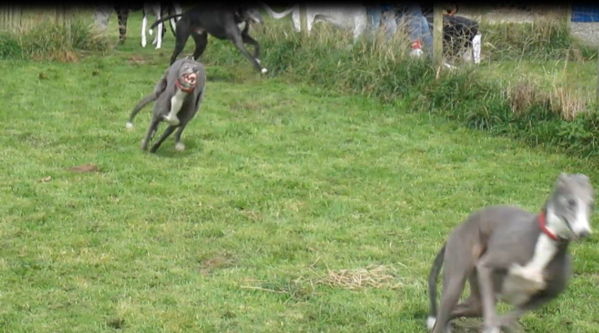 Greyhounds_PZ's tweet photo. Izzys best ever racing face #missizzy #lovedtorun https://t.co/oBSlHKdt9i
