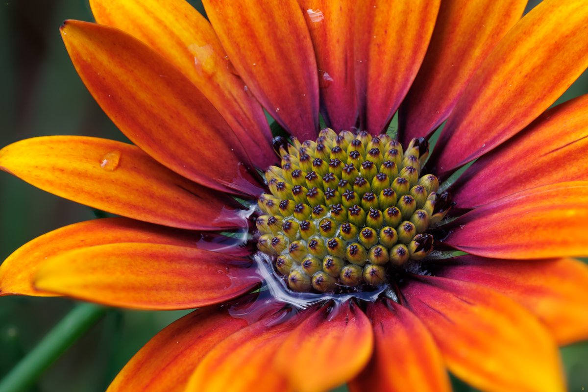 dawnstarcamera's tweet photo. Taking another crack at doing some focused stack macro images. Previously I've used Photoshop with mixed results, this time I'm giving Helicon Focus a go. This is a 7 stack shot and while it didn't work out super well it seems like a decent starting point to move on from https://t.co/6RNstAt1cC