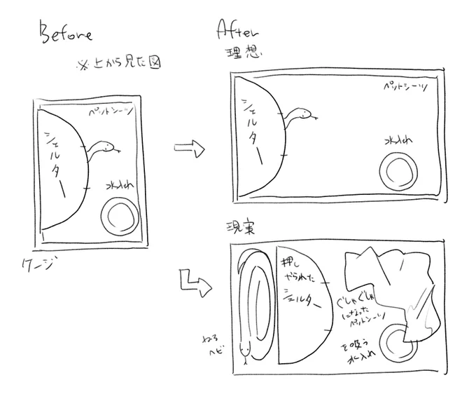 そういえば飼育ケージがおよそ倍の広さになったうちの古参蛇ですが、現状としてはこうです。 #爬虫類 