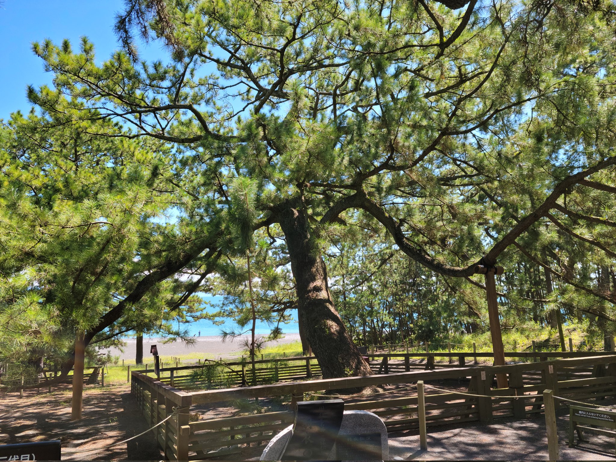 三保松原 Twitter Search Twitter