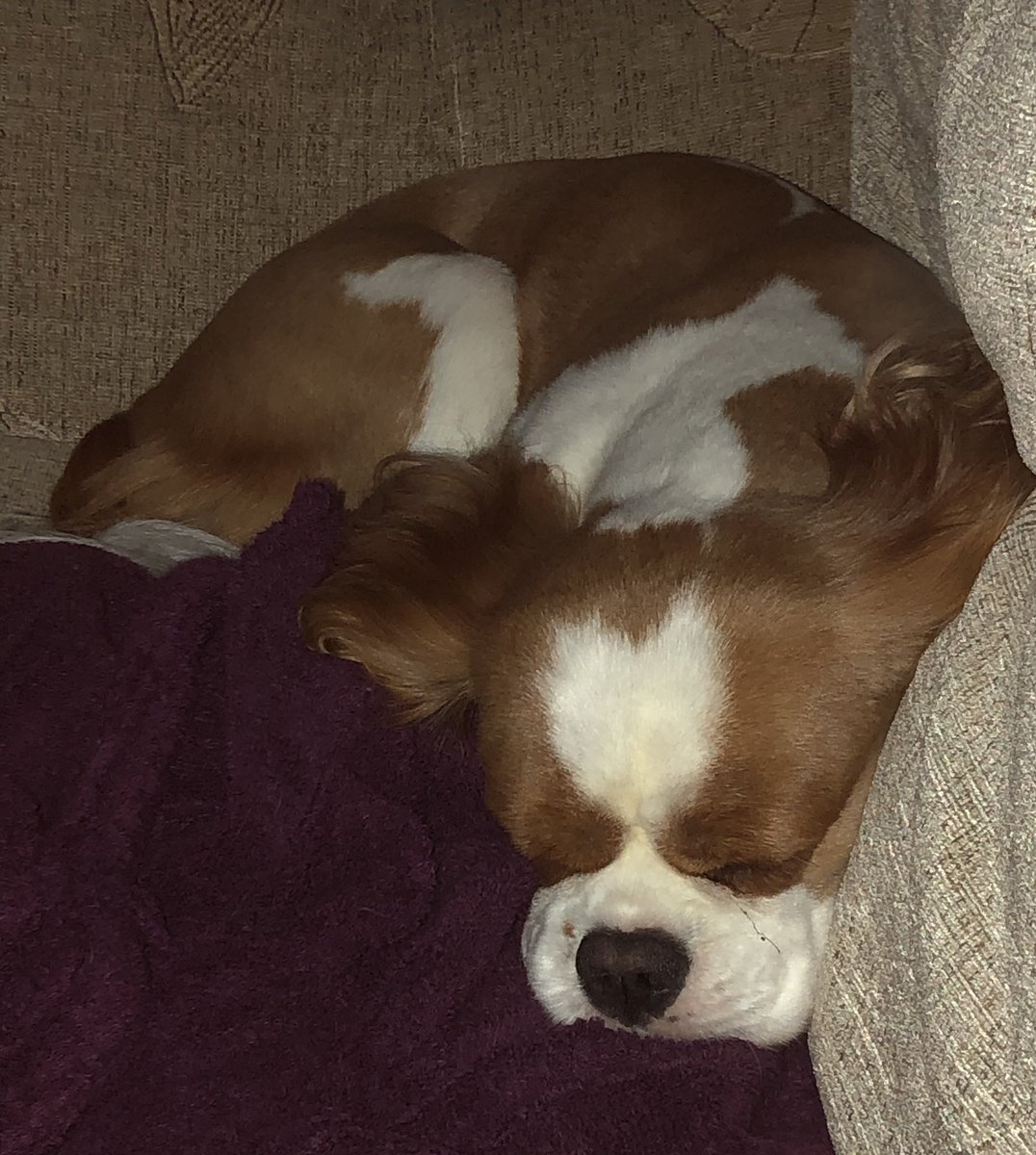 SpoonerWaters's tweet photo. Saturday snoozing 😴😴😴!!! https://t.co/y9uuYhvn5O