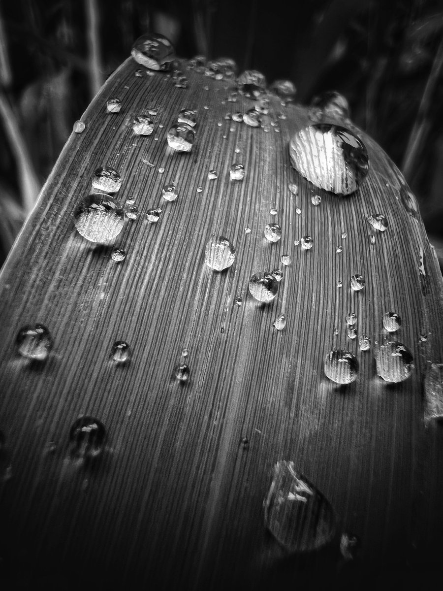 Raindrops, nature's diamonds 🖤 #ThePhotoHour @StormHourThemes #mobilephotography @StormHour