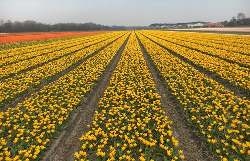 Royal FloraHolland kiest voor TrackOnline: Bexter, de ontwikkelaar van TrackOnline, en Royal FloraHolland zijn een langdurige samenwerking aangegaan om het gebruik en de registratie van returnable assets te optimaliseren. Het gaat hier om alle denkbare… dlvr.it/SXhy83