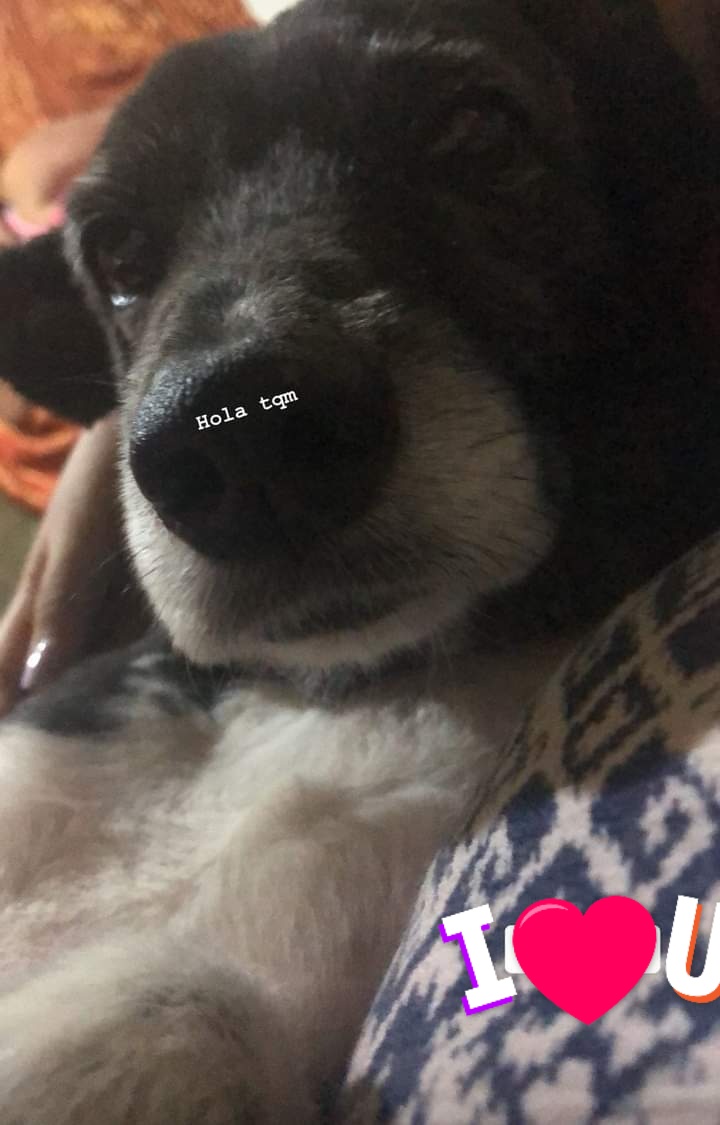 MateusJM4's tweet photo. Mis bebés hermosos 
1-Rocko que ya no está conmigo pero lo sigo amando mucho 
2-Los nuevos integrantes Brownie y Rabito que son unos traviesos 
Los amo a los 3 ❤️ https://t.co/D59BdMu2jT