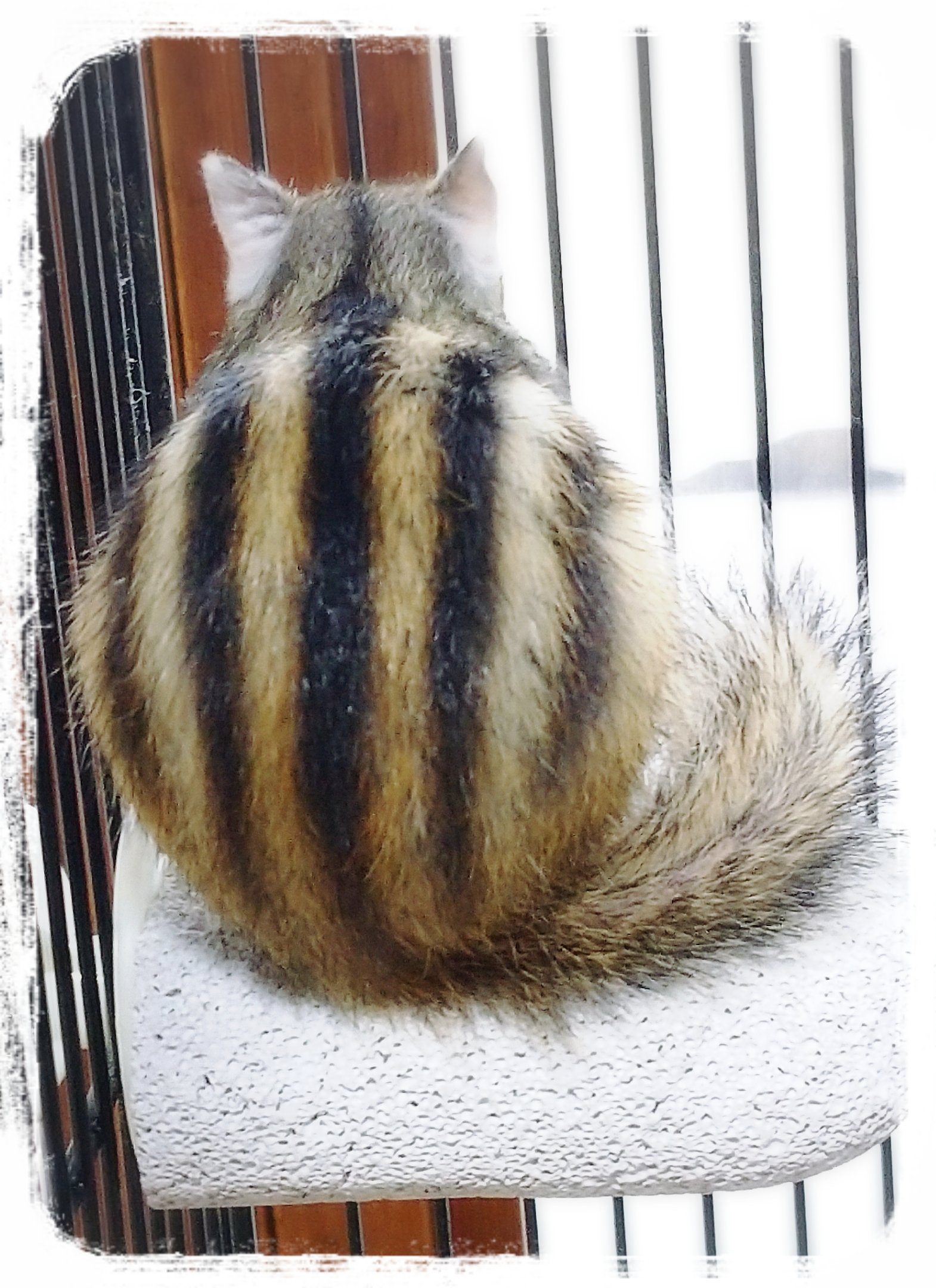 癒し動物 Twitter Search Twitter