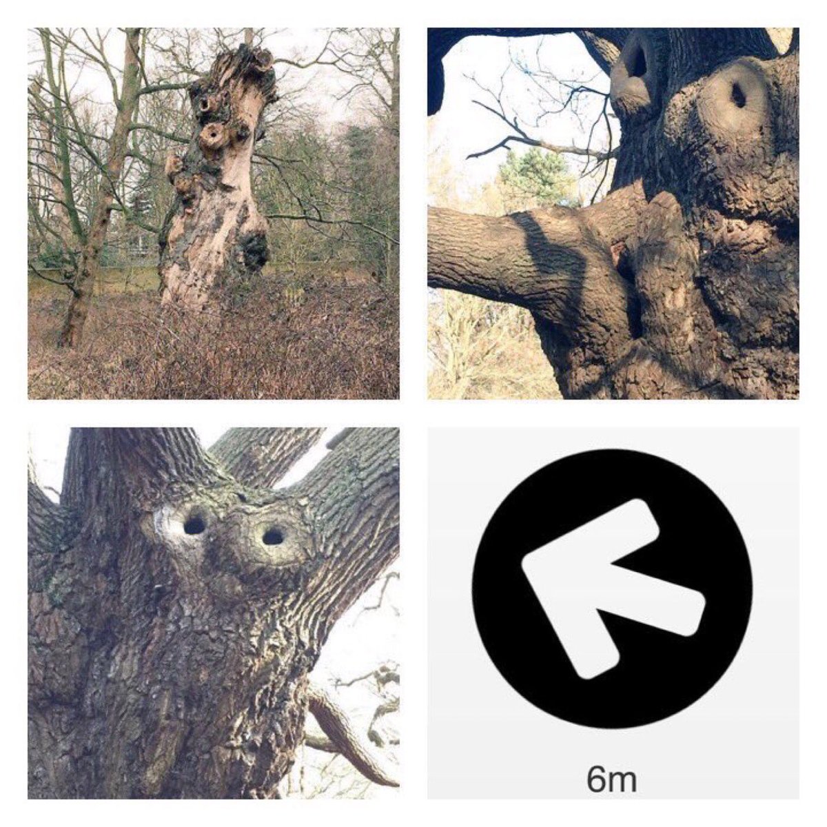 TiCLme's tweet photo. I found these animals hiding in the ancient trees in #RichmondPark @AncientTreesATF @LondonLEEF 

octopus 🐙, owl 🦉, hippopotamus 🦛, elephants 🐘🐘, crocodile 🐊, deer 🦌, rhino 🦏 …

Can you find them all ? 

#TreeSafari @Team4Nature @RichmondRambler https://t.co/n43KBPmObt