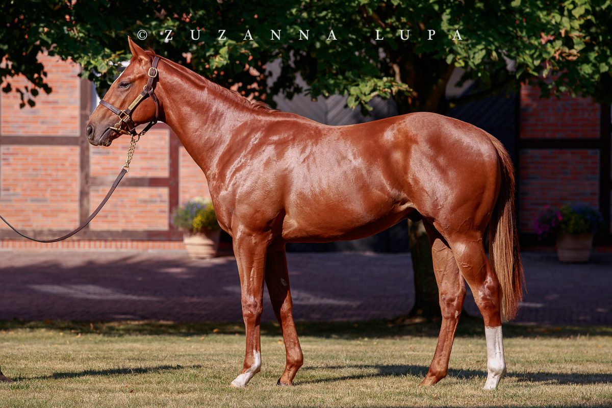 Congratulations to <a href="/GestutFahrhof/">Gestüt Fährhof</a> for a phenomenal results at <a href="/BBAG_Sales/">BBAG</a>!
12 yearlings sold for total of 1,420,000€ with the record average of 118,333€, making GF leading vendor with 2 top lots:
Lot 62 by Kingman o/o Sarandia and lot 156 colt by Night Of Thunder o/o Realeza.