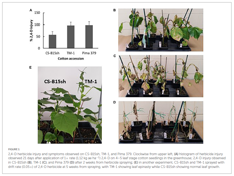 AusCottonSci's tweet photo. Transcriptome analysis of 2,4-D tolerant cotton line CS-B15sh &amp; its susceptible parental lines
https://t.co/m7X1nu4yLx
Response of 2,4-D-tolerant line CS-B15sh showed upregulation of genes involved in the oxidation–reduction process
@msstate @SCUniversity https://t.co/Sczqnx9dCG