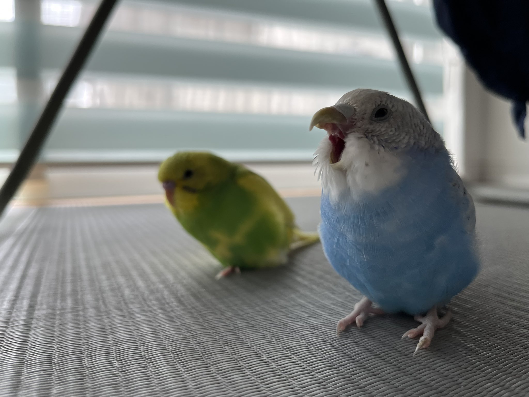 Reiko T様 専用 セキセイインコ スパングル ハルクイン Www Leschoucasgourmands Org