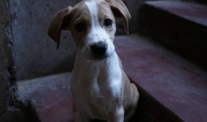 dannitrick's tweet photo. Galería de fotos en depuración y encuentro foto de mini Cassie #AdoptaNoCompres #CriolloDog https://t.co/3tYGLTu4dc